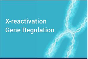 X-reactivation Gene Regulation